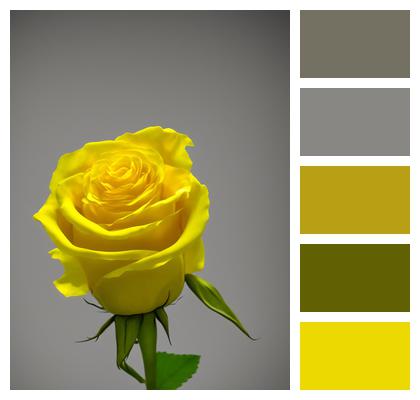 Yellow Rose Rose Flower Image